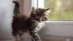 Причини, поради които котето има голям стомах